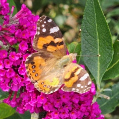 Vanessa kershawi (Australian Painted Lady) at QPRC LGA - 20 Feb 2024 by MatthewFrawley