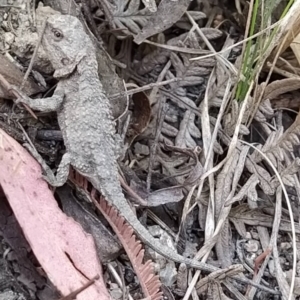 Rankinia diemensis at Tidbinbilla Nature Reserve - 18 Feb 2024