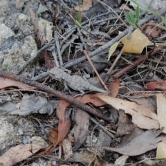 Rankinia diemensis at Tidbinbilla Nature Reserve - 18 Feb 2024