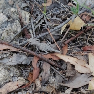 Rankinia diemensis at Tidbinbilla Nature Reserve - 18 Feb 2024