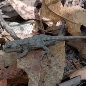 Rankinia diemensis at Tidbinbilla Nature Reserve - 18 Feb 2024