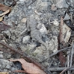 Rankinia diemensis at Tidbinbilla Nature Reserve - 18 Feb 2024