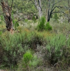 Bossiaea grayi (Murrumbidgee Bossiaea) at Greenway, ACT - 20 Feb 2024 by samreid007