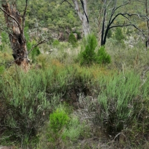 Bossiaea grayi at Bullen Range - suppressed