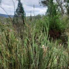 Bossiaea grayi at Bullen Range - 20 Feb 2024