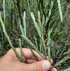 Bossiaea grayi at Bullen Range - 20 Feb 2024