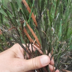 Bossiaea grayi at Bullen Range - suppressed