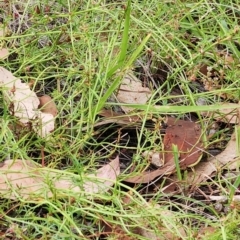 Haloragis heterophylla at Oakey Hill - 20 Feb 2024