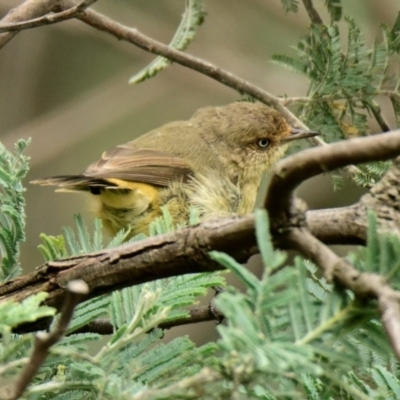 Acanthiza reguloides (Buff-rumped Thornbill) at Woodstock Nature Reserve - 19 Feb 2024 by Thurstan