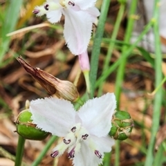 Arthropodium milleflorum (Vanilla Lily) at Legacy Park Woodland Reserve - 20 Feb 2024 by Steve818