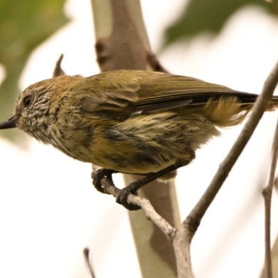Acanthiza lineata (Striated Thornbill) at Woodstock Nature Reserve - 19 Feb 2024 by Thurstan