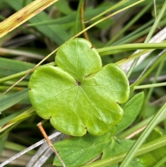 Hydrocotyle sibthorpioides (A Pennywort) at Tinderry, NSW - 19 Feb 2024 by JaneR