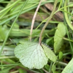 Hydrocotyle sibthorpioides at Mt Holland - 19 Feb 2024 12:53 PM