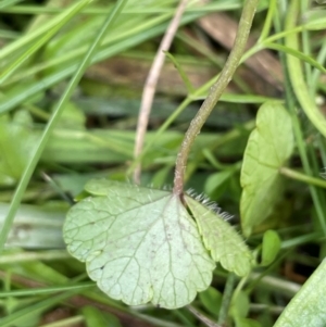 Hydrocotyle sibthorpioides at Mt Holland - 19 Feb 2024 12:53 PM