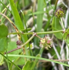 Hydrocotyle sibthorpioides at Mt Holland - 19 Feb 2024