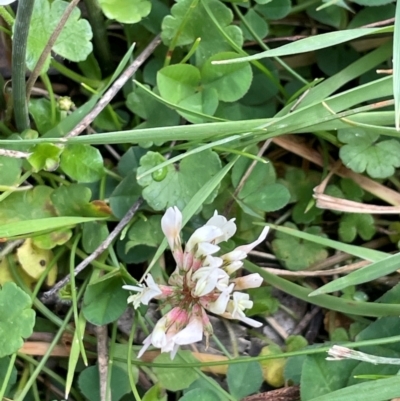 Trifolium repens (White Clover) at Tinderry, NSW - 19 Feb 2024 by JaneR