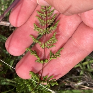 Cheilanthes sieberi subsp. sieberi at Urambi Hills - 20 Feb 2024