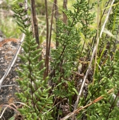 Cheilanthes sieberi subsp. sieberi at Urambi Hills - 20 Feb 2024