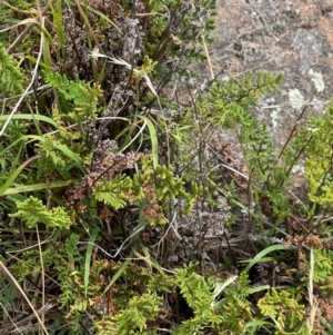 Cheilanthes sieberi subsp. sieberi at Urambi Hills - 20 Feb 2024