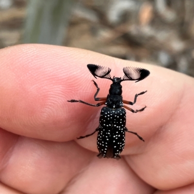 Rhipicera femorata (Feather-horned beetle) at Hall, ACT - 20 Feb 2024 by strigo