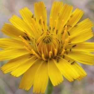 Thysanoptera (order) at Monash Grassland (MGE) - 20 Feb 2024