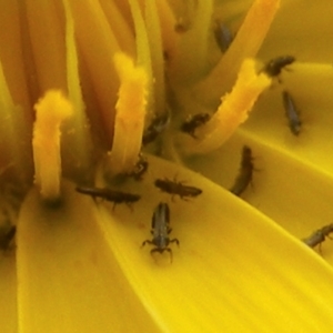 Thysanoptera (order) at Monash Grassland (MGE) - 20 Feb 2024