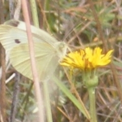 Pieris rapae (Cabbage White) at Tuggeranong Creek to Monash Grassland - 19 Feb 2024 by MichaelMulvaney