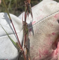Cymbopogon refractus (Barbed-wire Grass) at Cooleman Ridge - 18 Feb 2024 by BenHarvey