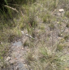 Cymbopogon refractus at Cooleman Ridge - 18 Feb 2024