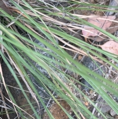 Cymbopogon refractus at Cooleman Ridge - 18 Feb 2024