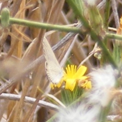 Zizina otis (Common Grass-Blue) at Monash, ACT - 19 Feb 2024 by MichaelMulvaney