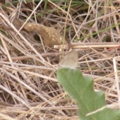 Zizina otis at Monash Grassland (MGE) - 20 Feb 2024 10:01 AM