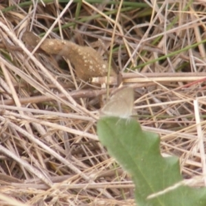 Zizina otis at Monash Grassland (MGE) - 20 Feb 2024