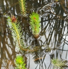 Myriophyllum sp. (Water-milfoil) at Symonston, ACT - 13 Feb 2024 by BenHarvey