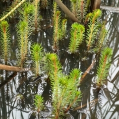 Myriophyllum sp. at Callum Brae - 14 Feb 2024 10:37 AM