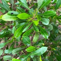 Dodonaea viscosa (Hop Bush) at Hall, ACT - 19 Feb 2024 by strigo