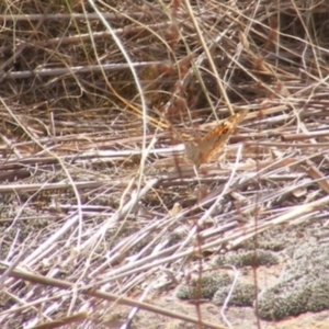 Junonia villida at Monash Grassland (MGE) - 20 Feb 2024