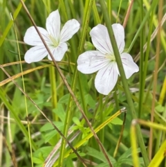 Geranium neglectum (Red-stemmed Cranesbill) at Tinderry, NSW - 18 Feb 2024 by JaneR