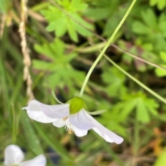 Geranium neglectum at Mt Holland - 19 Feb 2024