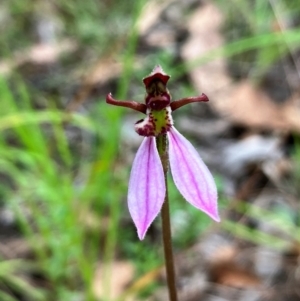 Eriochilus magenteus at Hall, ACT - 20 Feb 2024