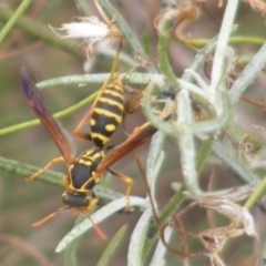 Polistes (Polistes) chinensis (Asian paper wasp) at Tuggeranong Creek to Monash Grassland - 19 Feb 2024 by MichaelMulvaney