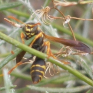 Polistes (Polistes) chinensis at Monash Grassland (MGE) - 20 Feb 2024