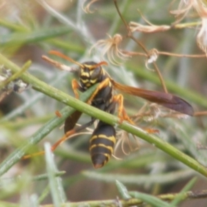 Polistes (Polistes) chinensis at Monash Grassland (MGE) - 20 Feb 2024