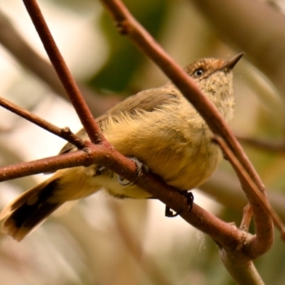 Acanthiza reguloides (Buff-rumped Thornbill) at Woodstock Nature Reserve - 20 Feb 2024 by Thurstan