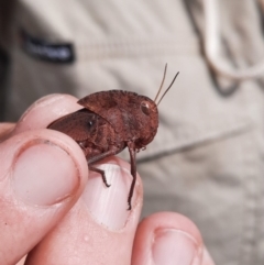 Goniaea australasiae at Ginninderry Conservation Corridor - 11 Jan 2024