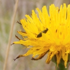 Dasytinae (subfamily) (Soft-winged flower beetle) at Tuggeranong Creek to Monash Grassland - 19 Feb 2024 by MichaelMulvaney