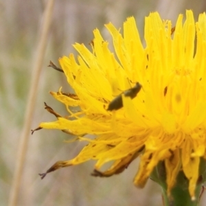 Dasytinae (subfamily) at Monash Grassland (MGE) - 20 Feb 2024