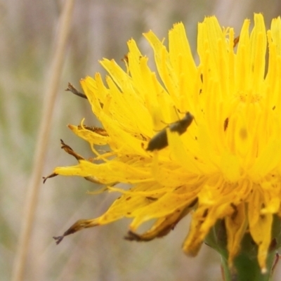 Dasytinae (subfamily) (Soft-winged flower beetle) at Monash, ACT - 20 Feb 2024 by MichaelMulvaney