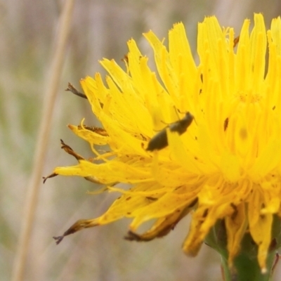 Dasytinae (subfamily) (Soft-winged flower beetle) at Monash Grassland (MGE) - 19 Feb 2024 by MichaelMulvaney