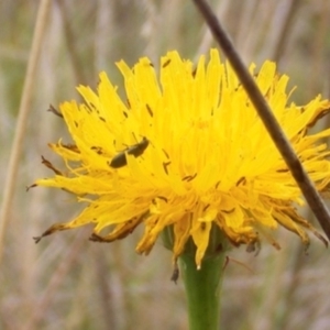 Dasytinae (subfamily) at Monash Grassland (MGE) - 20 Feb 2024